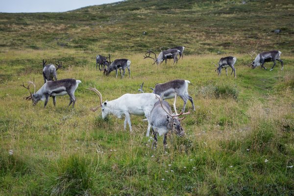 Comment organiser un voyage de camping en observant les migrations de caribous?
