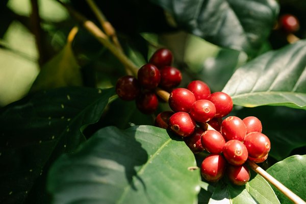 Comment organiser une croisière pour explorer les plantations de café en Colombie?