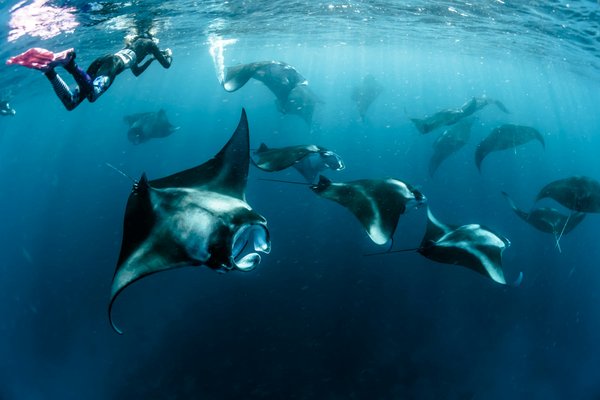 Quels sont les meilleurs spots pour la plongée sous-marine avec les raies manta à Malapascua, Philippines : conseils et périodes ?